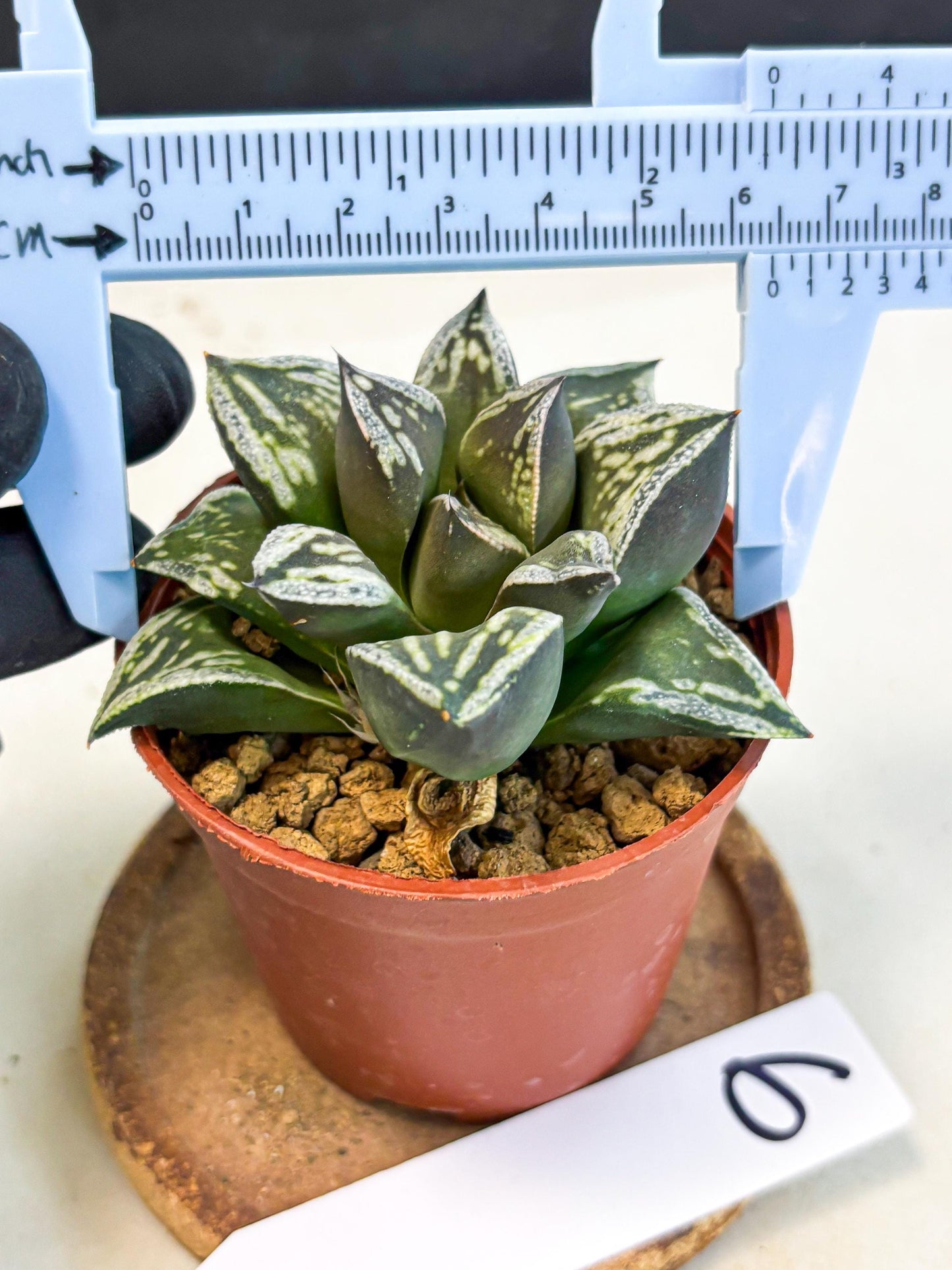Haworthia Dojakudai Cobbledon (wa4) (y6) | Easy Care Succulent