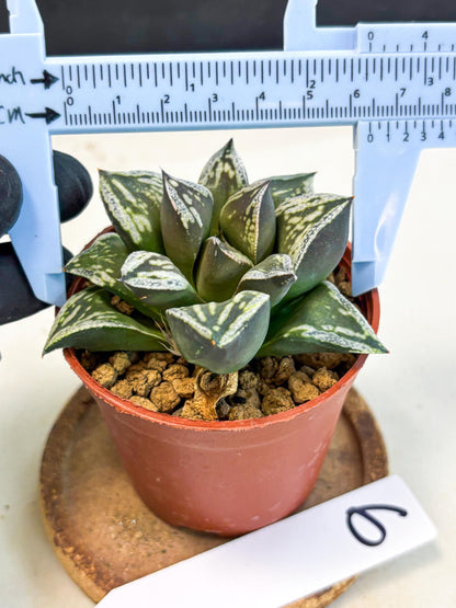 Haworthia Dojakudai Cobbledon (wa4) (y6) | Easy Care Succulent