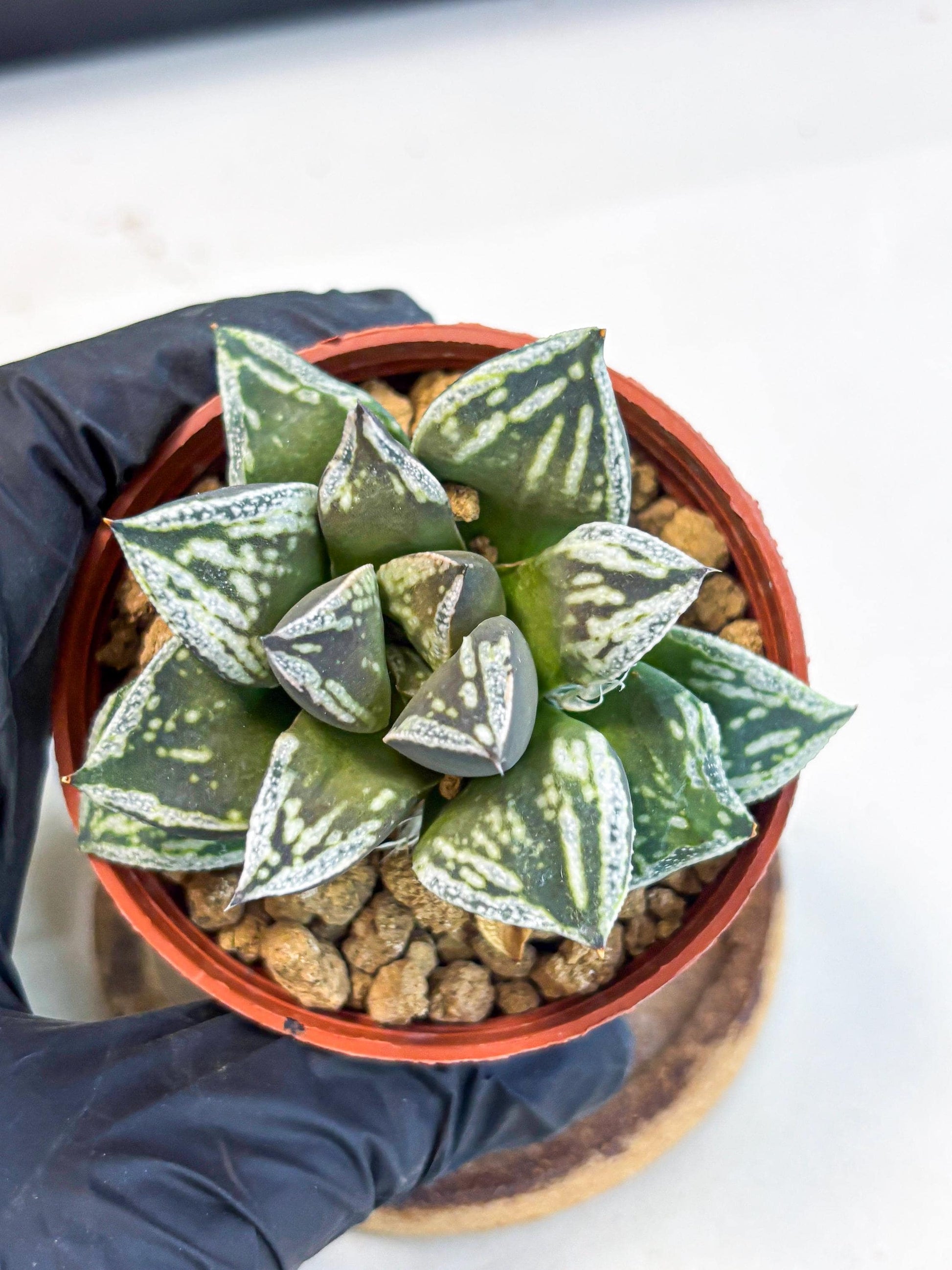 Haworthia Dojakudai Cobbledon (wa4) (y6) | Easy Care Succulent