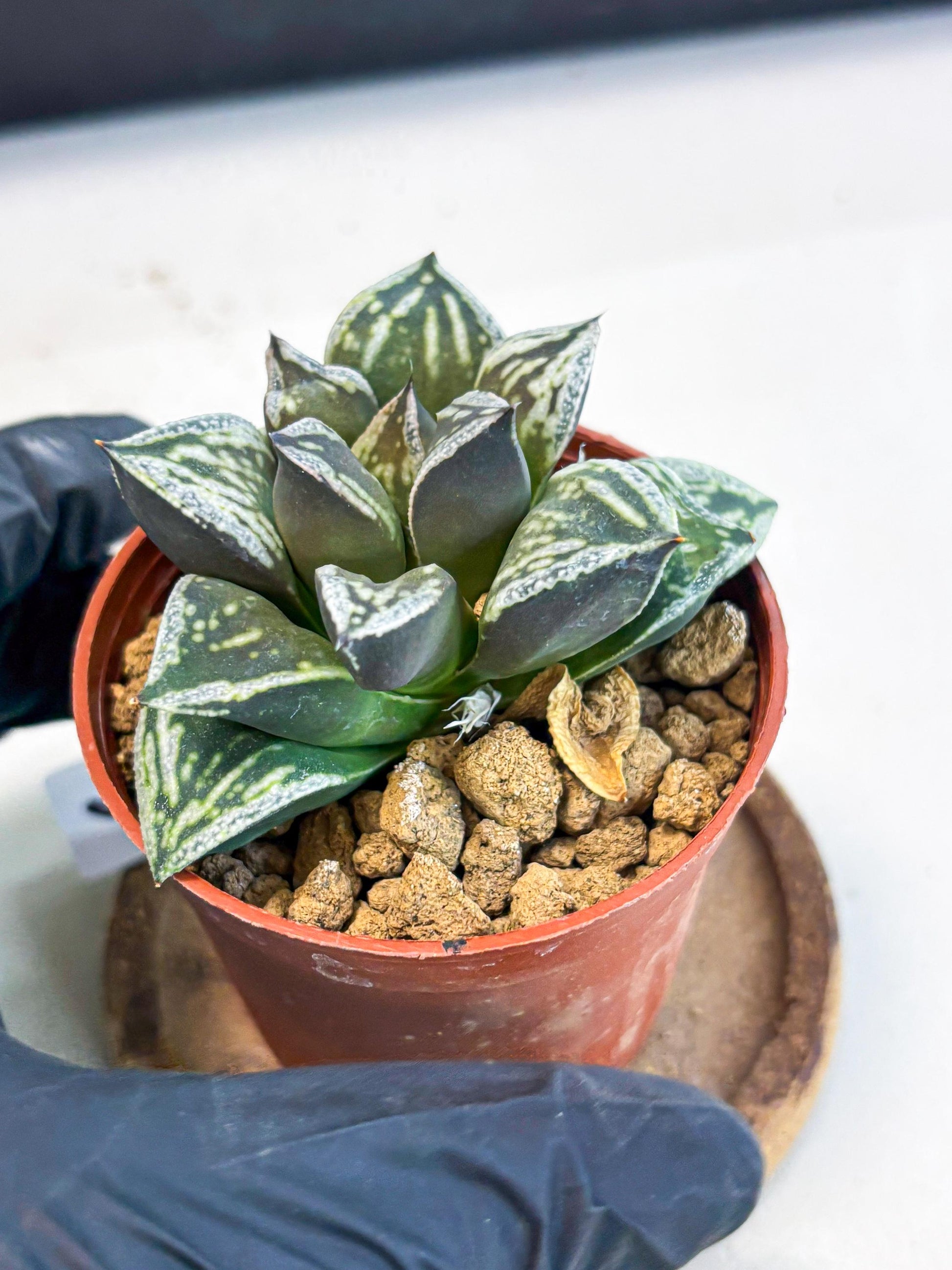 Haworthia Dojakudai Cobbledon (wa4) (y6) | Easy Care Succulent