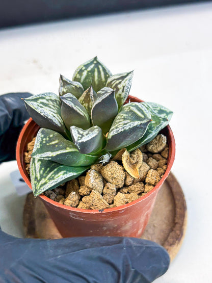 Haworthia Dojakudai Cobbledon (wa4) (y6) | Easy Care Succulent