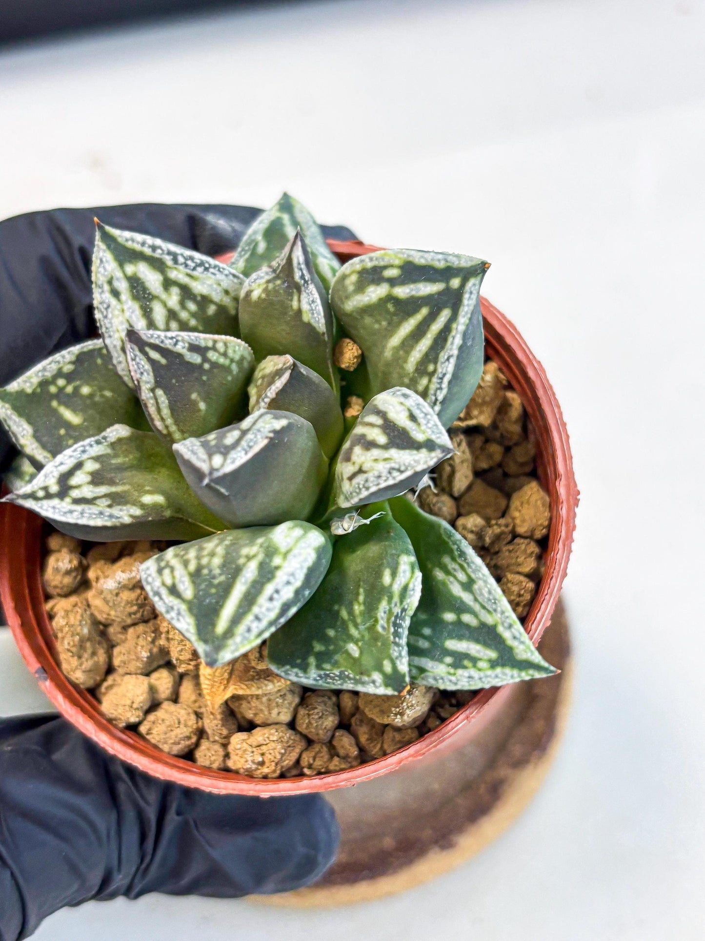 Haworthia Dojakudai Cobbledon (wa4) (y6) | Easy Care Succulent