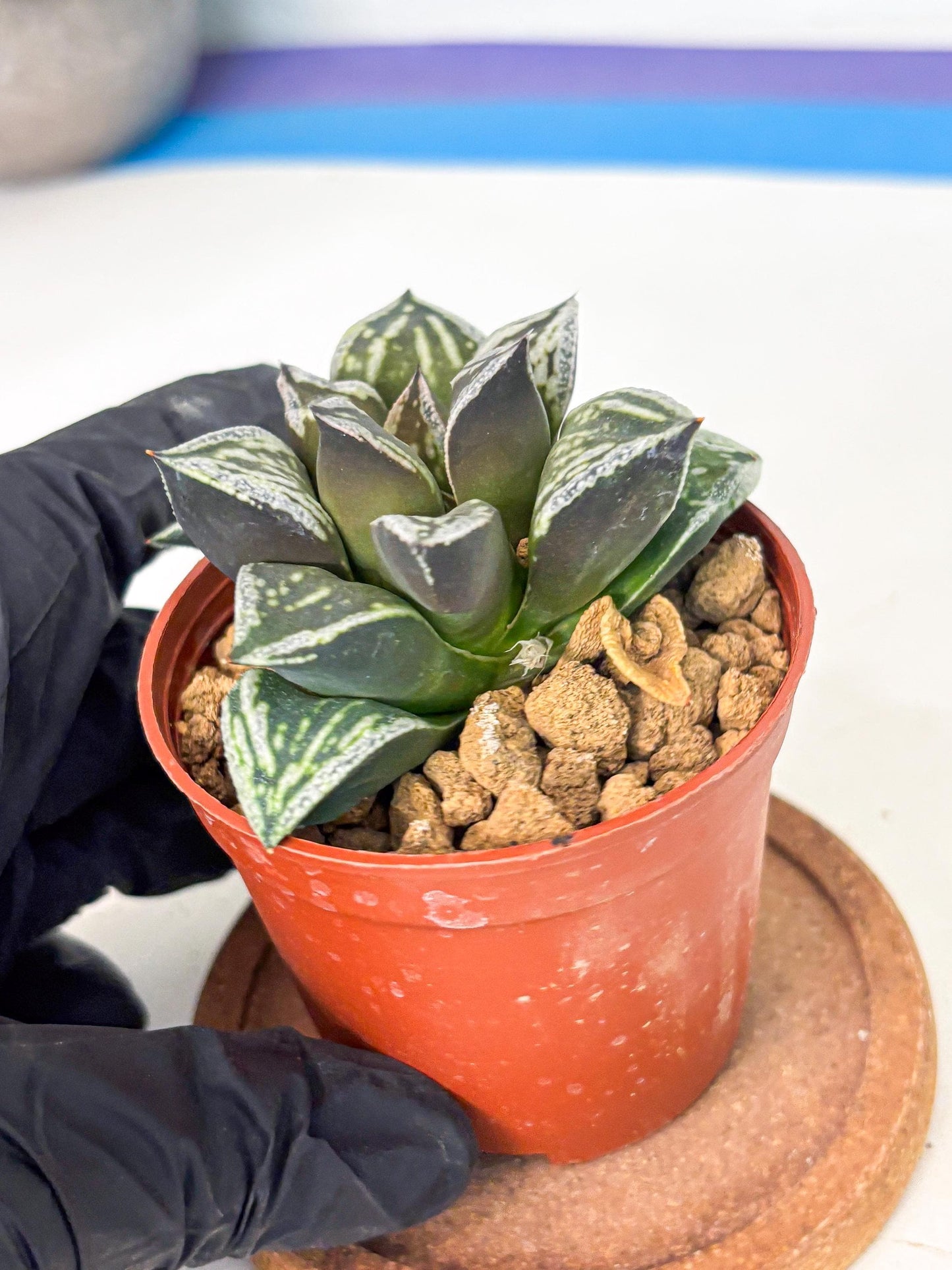 Haworthia Dojakudai Cobbledon (wa4) (y6) | Easy Care Succulent
