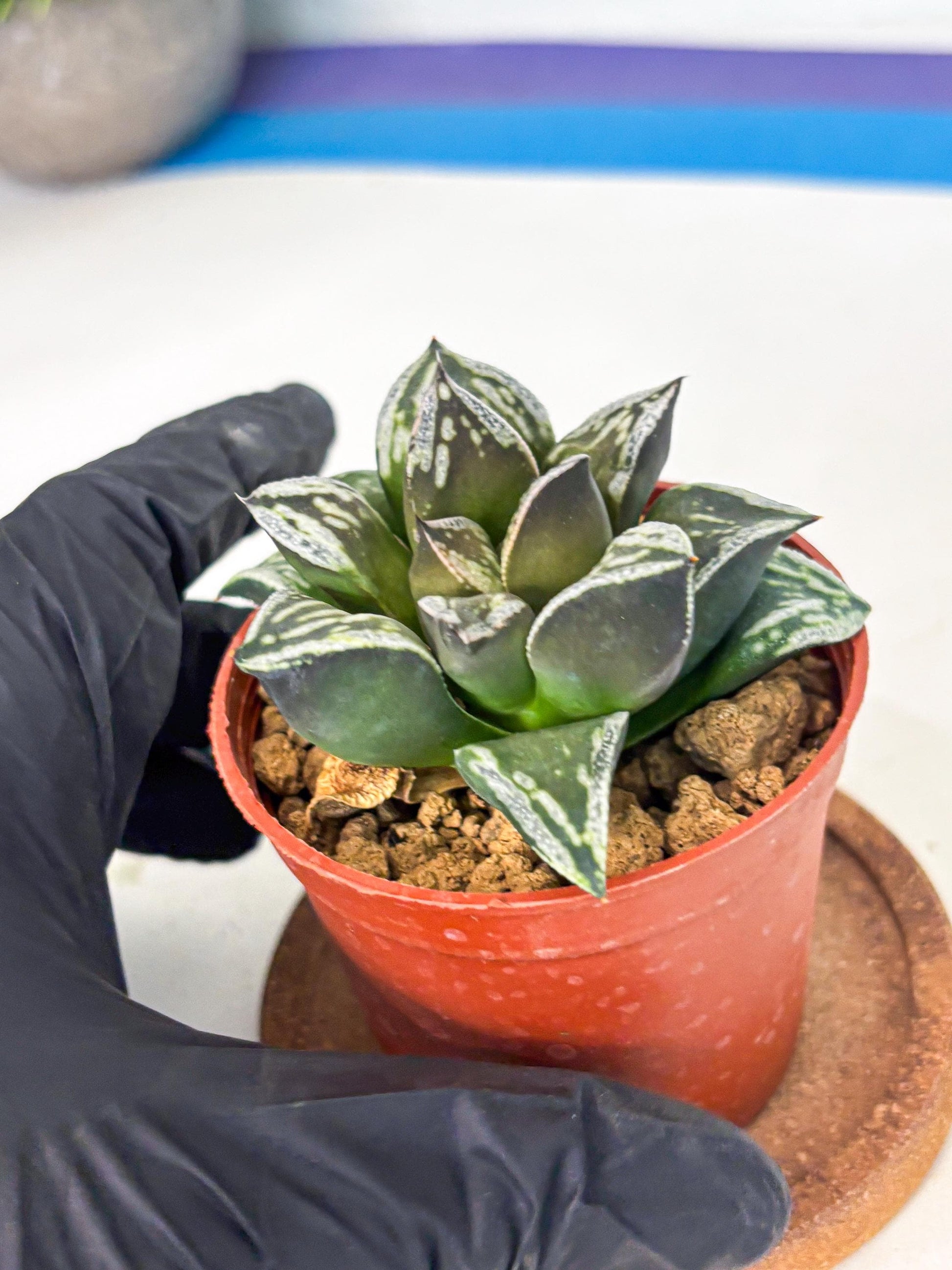 Haworthia Dojakudai Cobbledon (wa4) (y6) | Easy Care Succulent