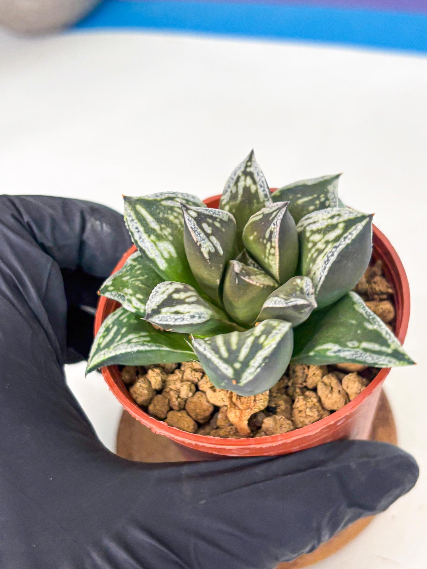 Haworthia Dojakudai Cobbledon (wa4) (y6) | Easy Care Succulent