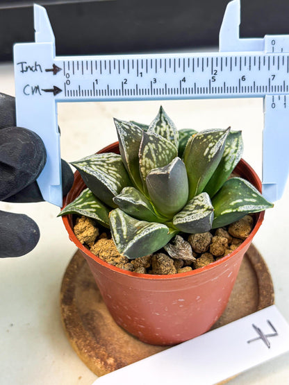 Haworthia Dojakudai Cobbledon (wa4) (y7) | Easy Care Succulent