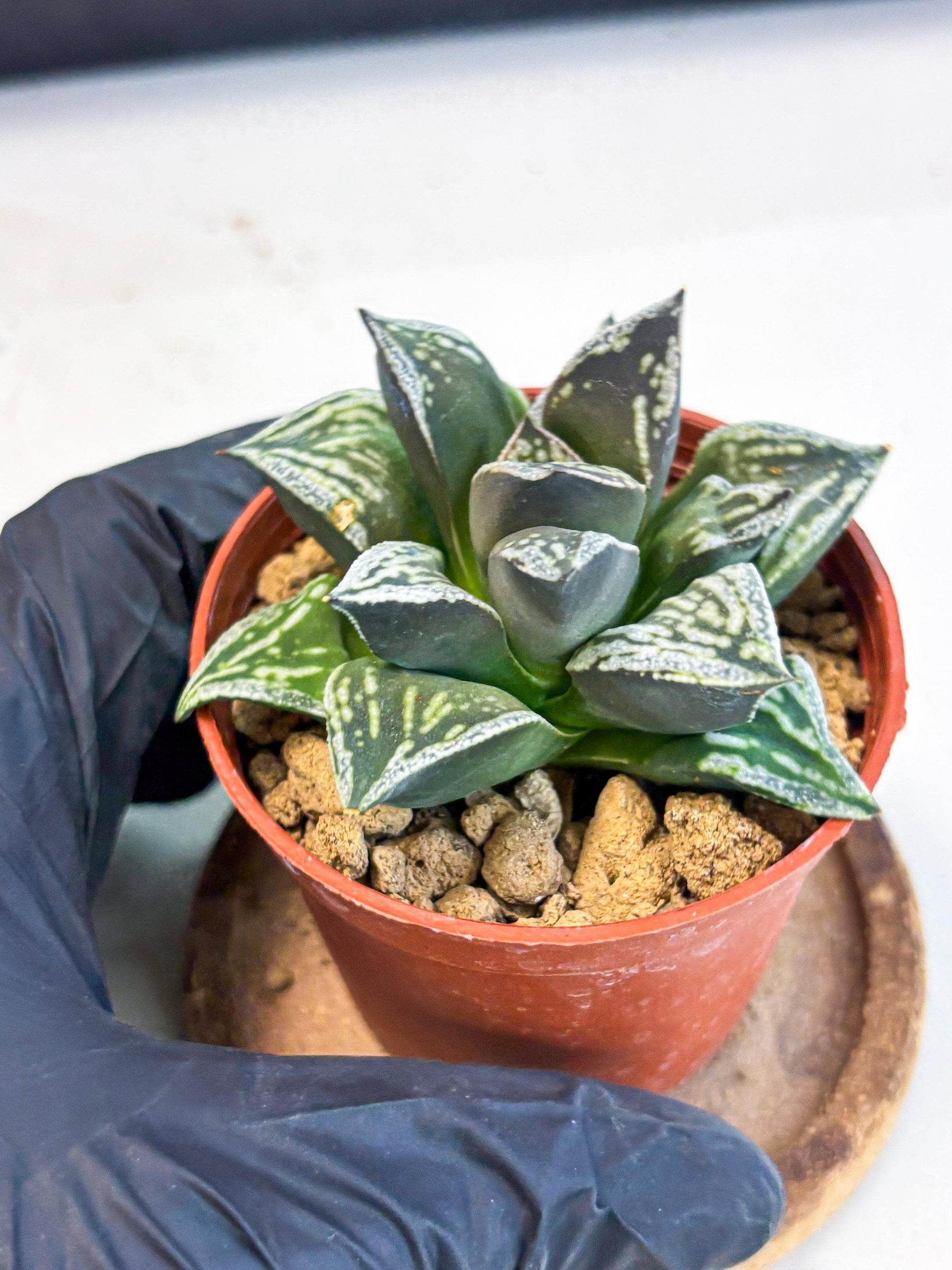 Haworthia Dojakudai Cobbledon (wa4) (y7) | Easy Care Succulent