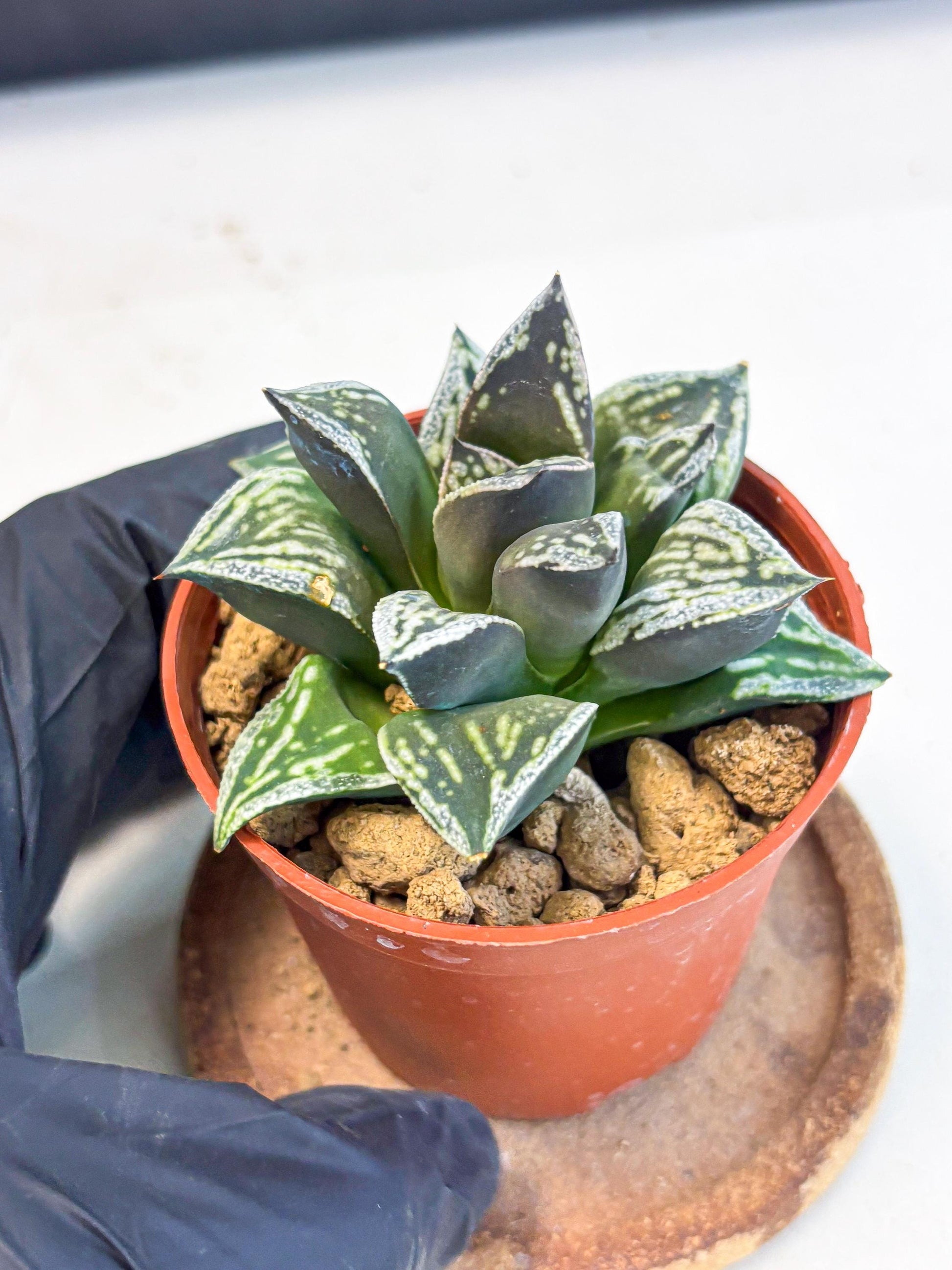 Haworthia Dojakudai Cobbledon (wa4) (y7) | Easy Care Succulent