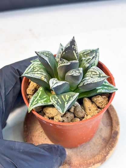 Haworthia Dojakudai Cobbledon (wa4) (y7) | Easy Care Succulent