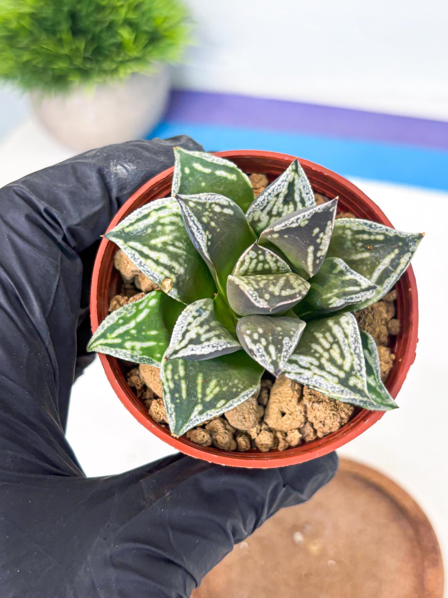 Haworthia Dojakudai Cobbledon (wa4) (y7) | Easy Care Succulent