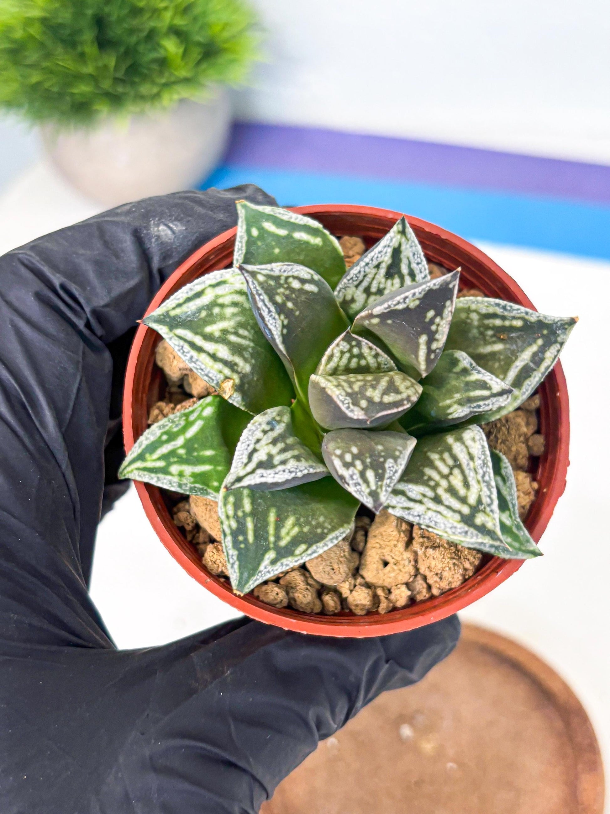 Haworthia Dojakudai Cobbledon (wa4) (y7) | Easy Care Succulent