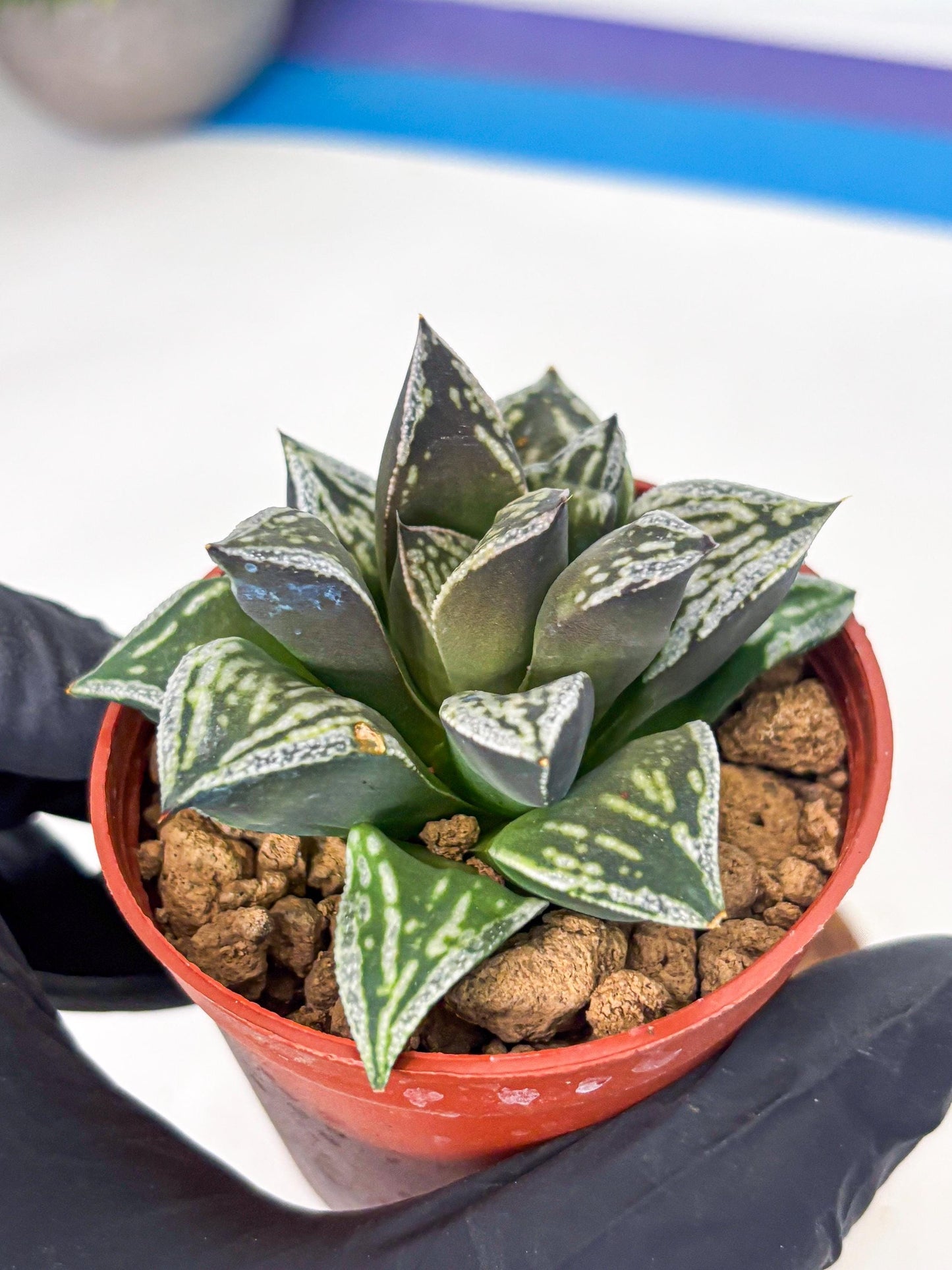 Haworthia Dojakudai Cobbledon (wa4) (y7) | Easy Care Succulent