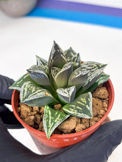 Haworthia Dojakudai Cobbledon (wa4) (y7) | Easy Care Succulent