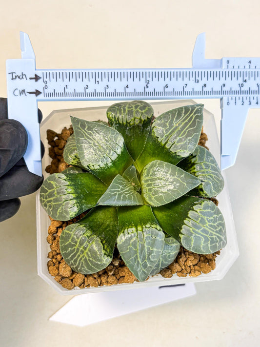 MATURE Haworthia Sjuijig (wa) (1) | Taiwan Import