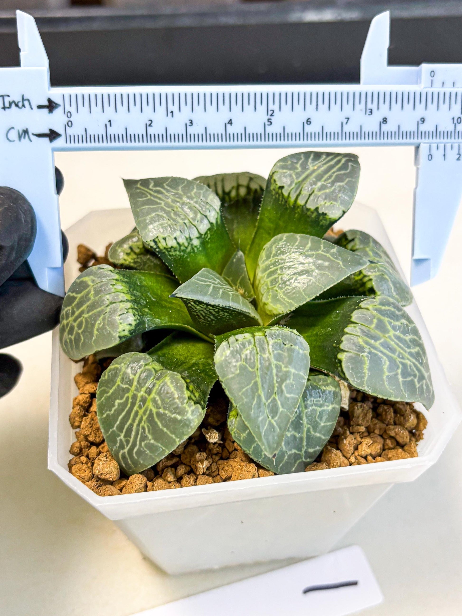 MATURE Haworthia Sjuijig (wa) (1) | Taiwan Import