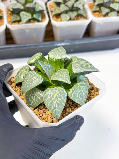 MATURE Haworthia Sjuijig (wa) (1) | Taiwan Import