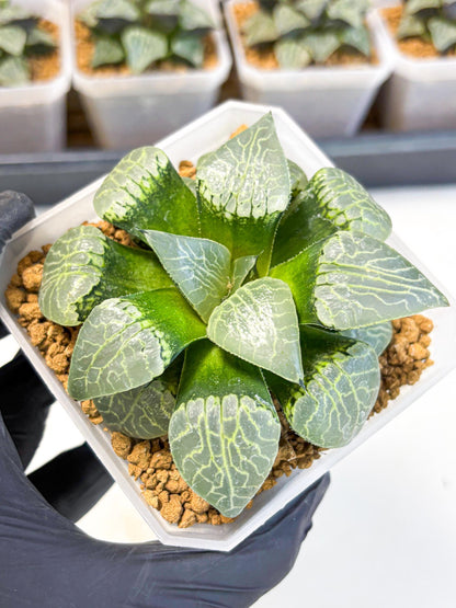 MATURE Haworthia Sjuijig (wa) (1) | Taiwan Import