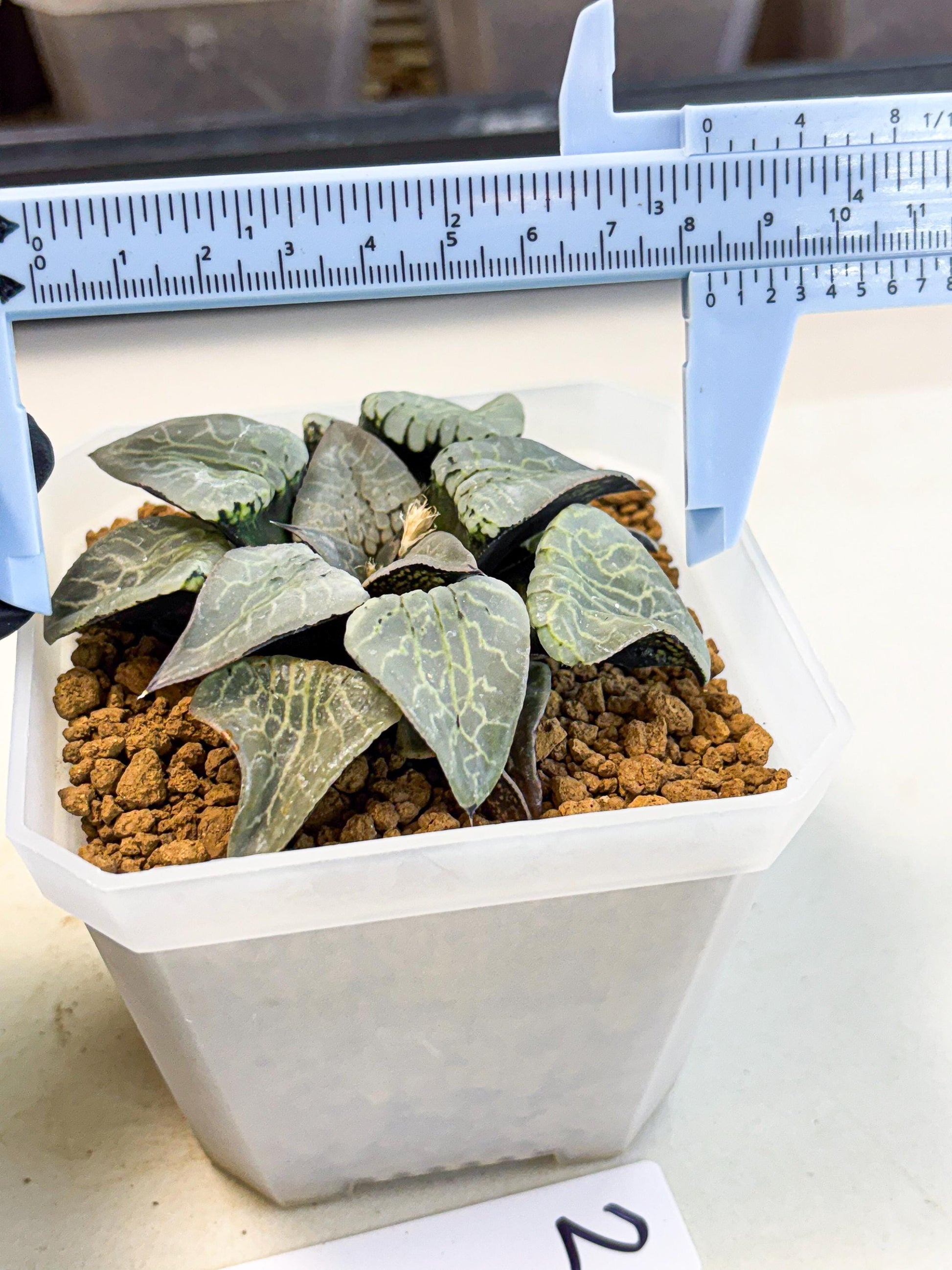 MATURE Haworthia Sjuijig (wa) (2) | Taiwan Import