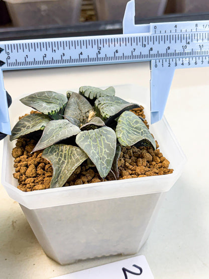 MATURE Haworthia Sjuijig (wa) (2) | Taiwan Import