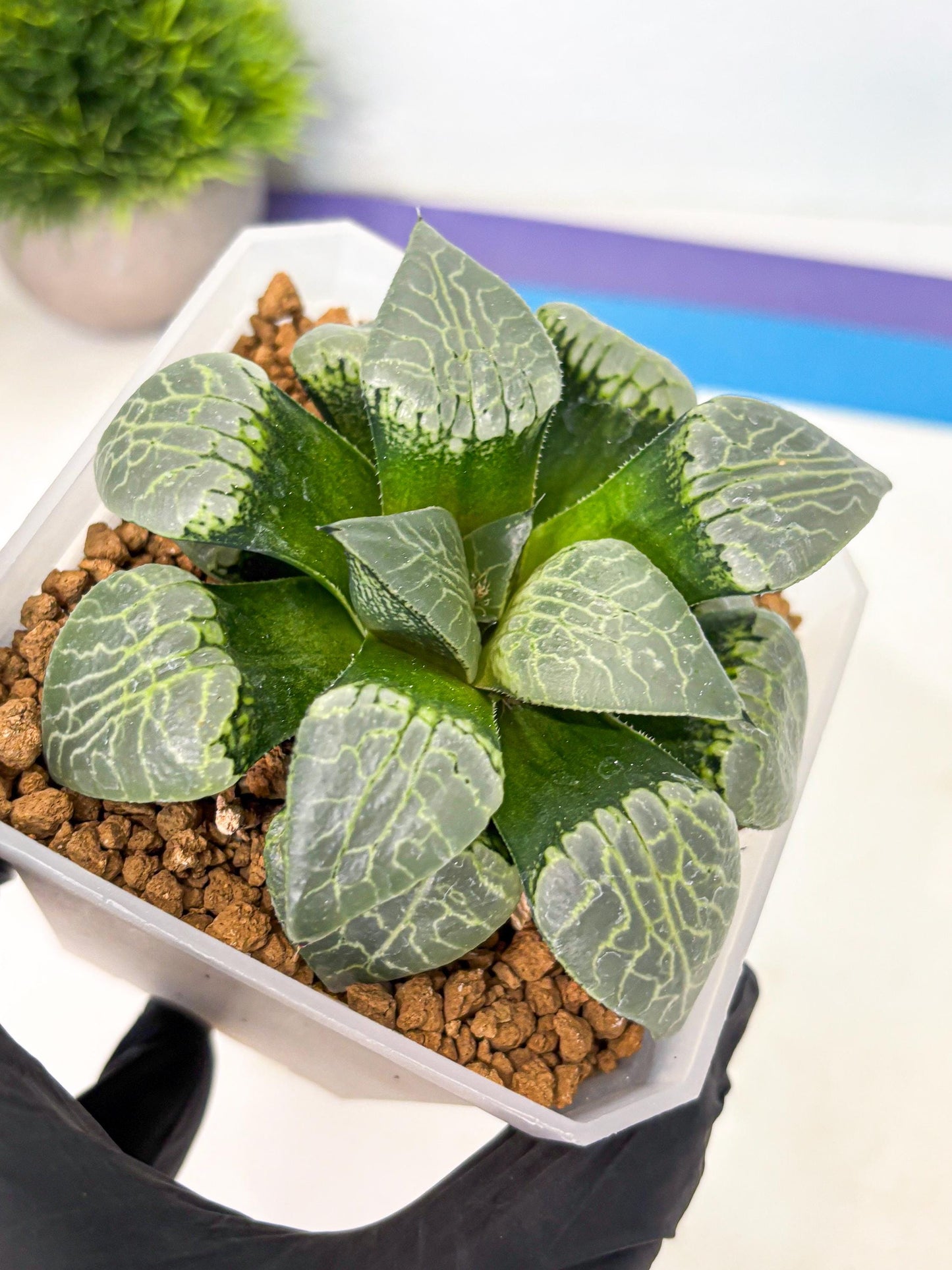 MATURE Haworthia Sjuijig (wa) (1) | Taiwan Import