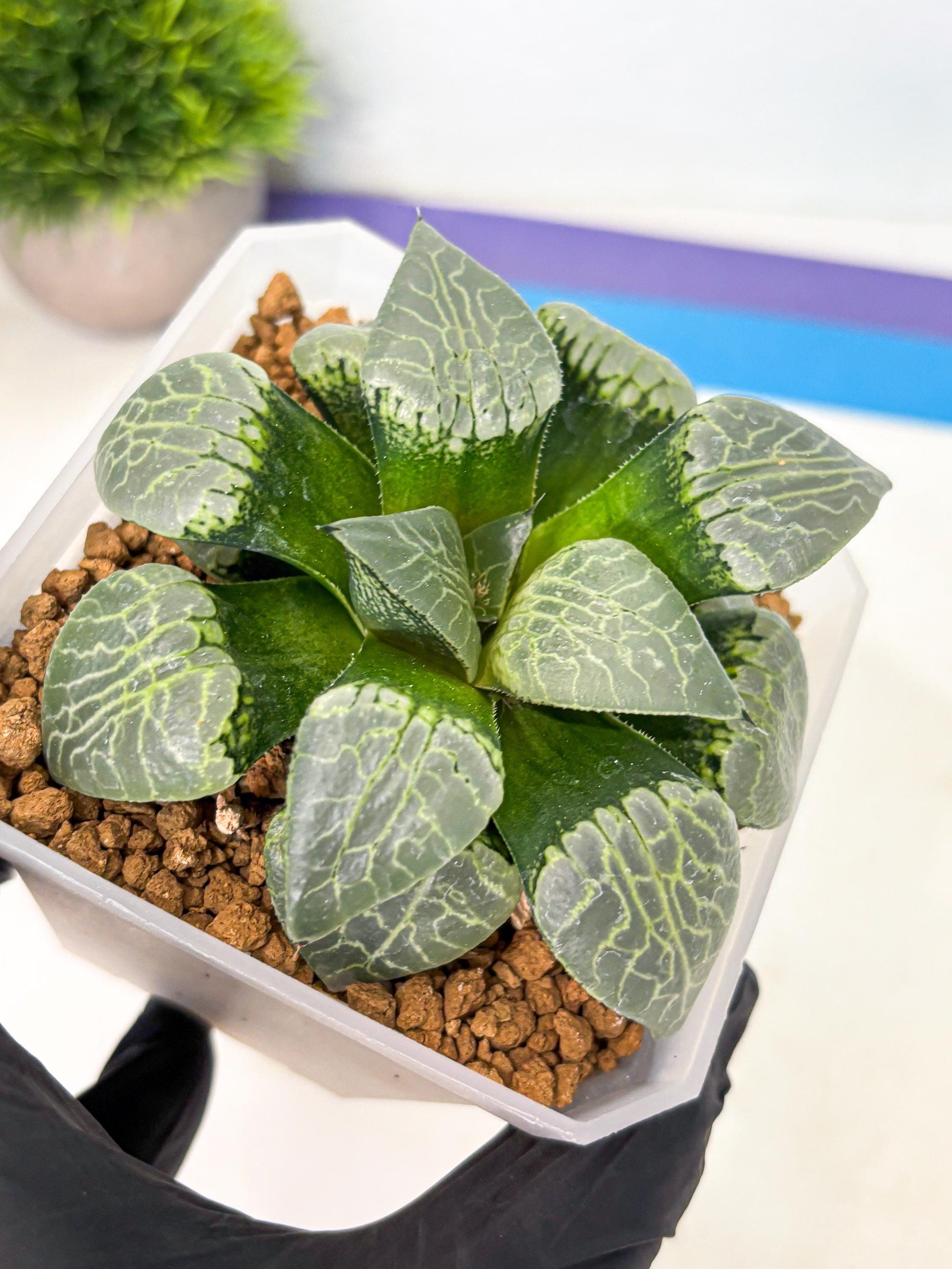 MATURE Haworthia Sjuijig (wa) (1) | Taiwan Import