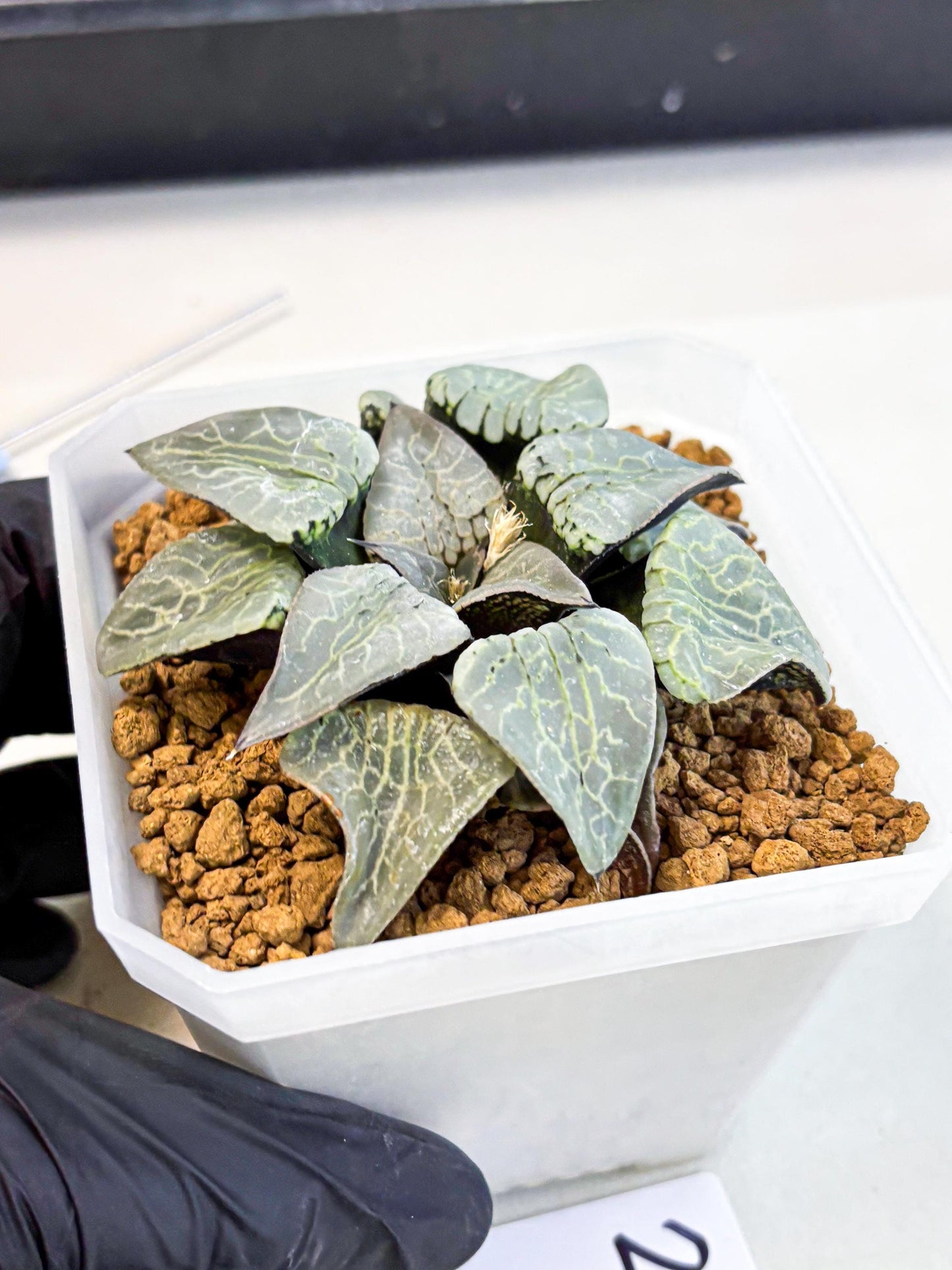 MATURE Haworthia Sjuijig (wa) (2) | Taiwan Import
