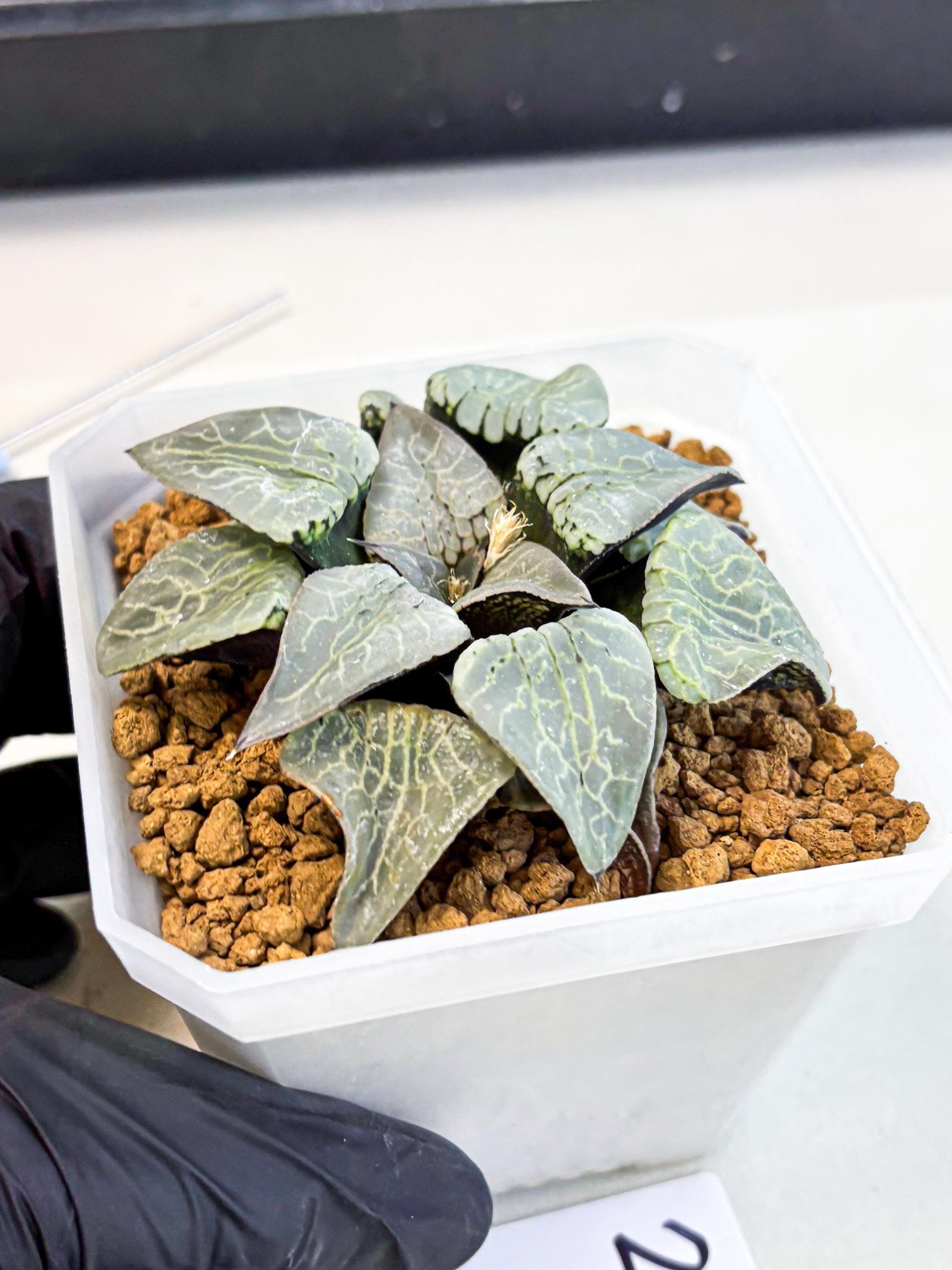 MATURE Haworthia Sjuijig (wa) (2) | Taiwan Import