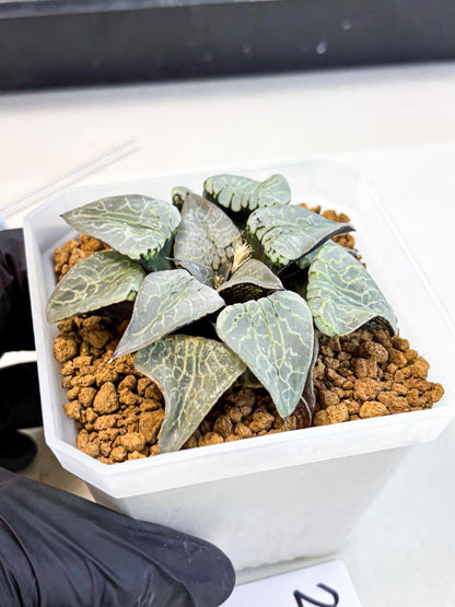 MATURE Haworthia Sjuijig (wa) (2) | Taiwan Import