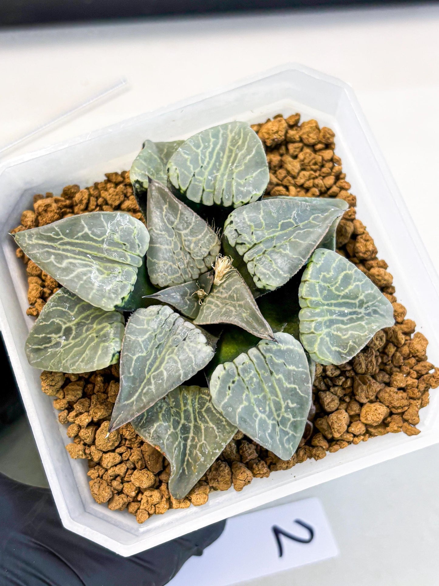 MATURE Haworthia Sjuijig (wa) (2) | Taiwan Import