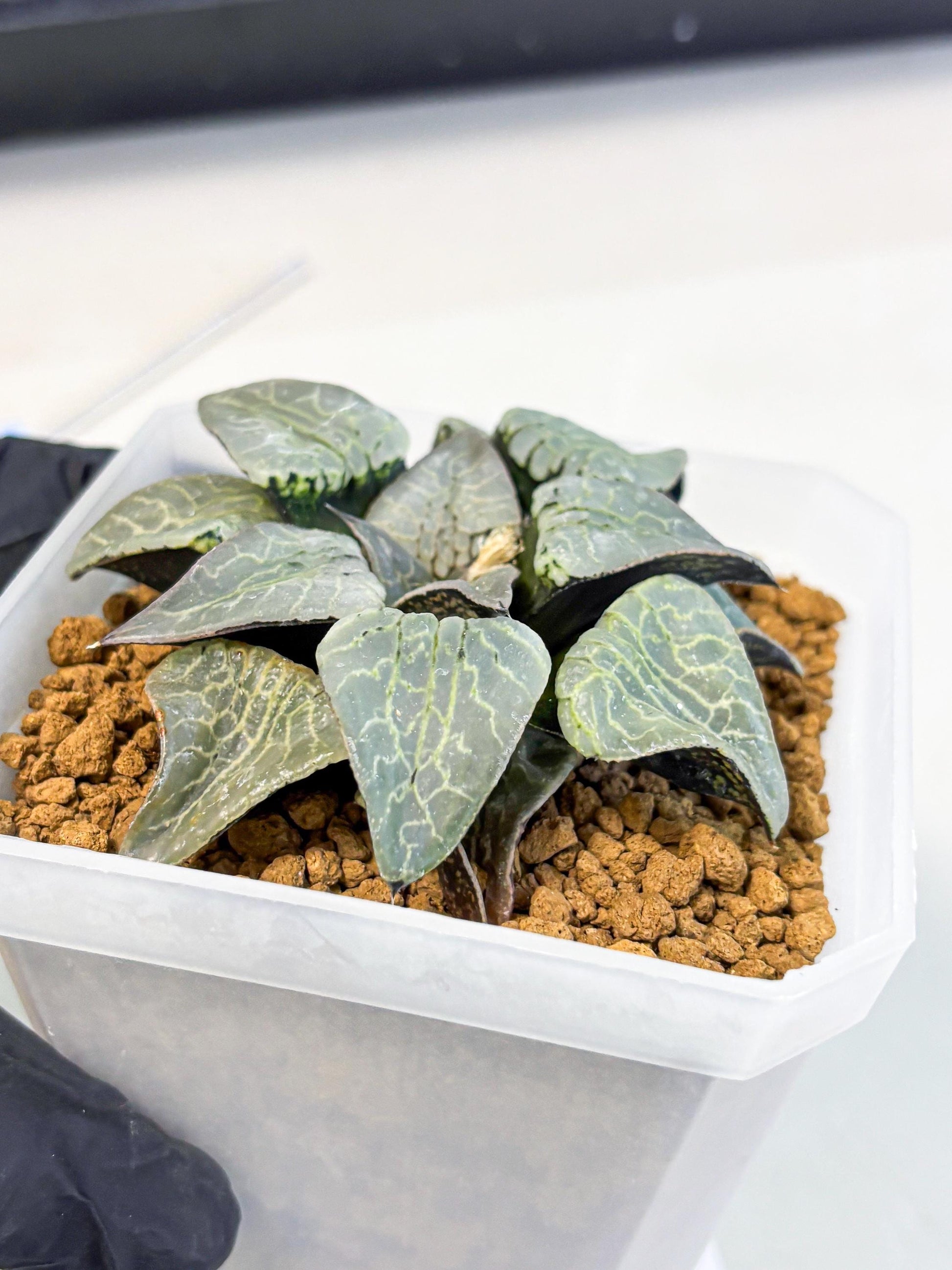 MATURE Haworthia Sjuijig (wa) (2) | Taiwan Import