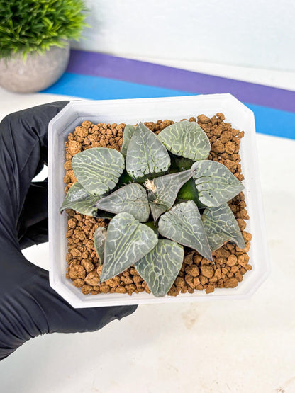 MATURE Haworthia Sjuijig (wa) (2) | Taiwan Import