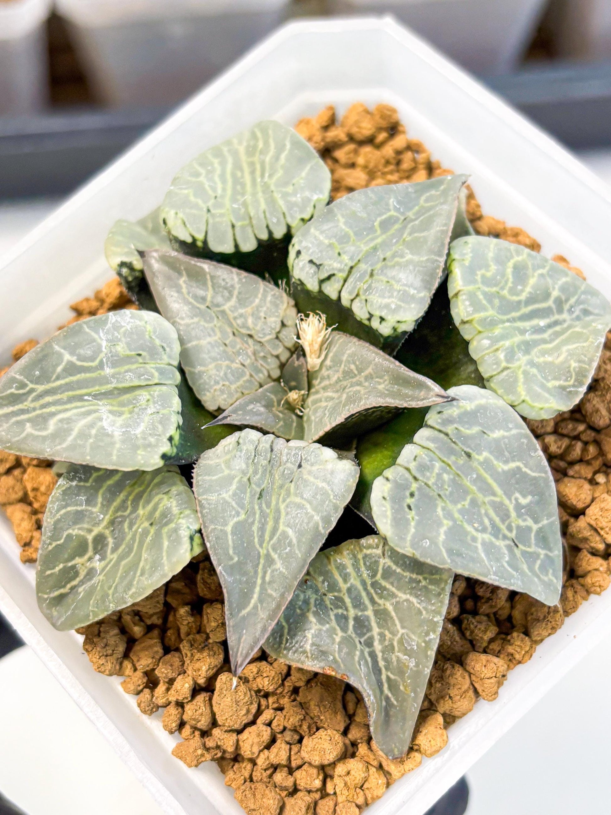 MATURE Haworthia Sjuijig (wa) (2) | Taiwan Import