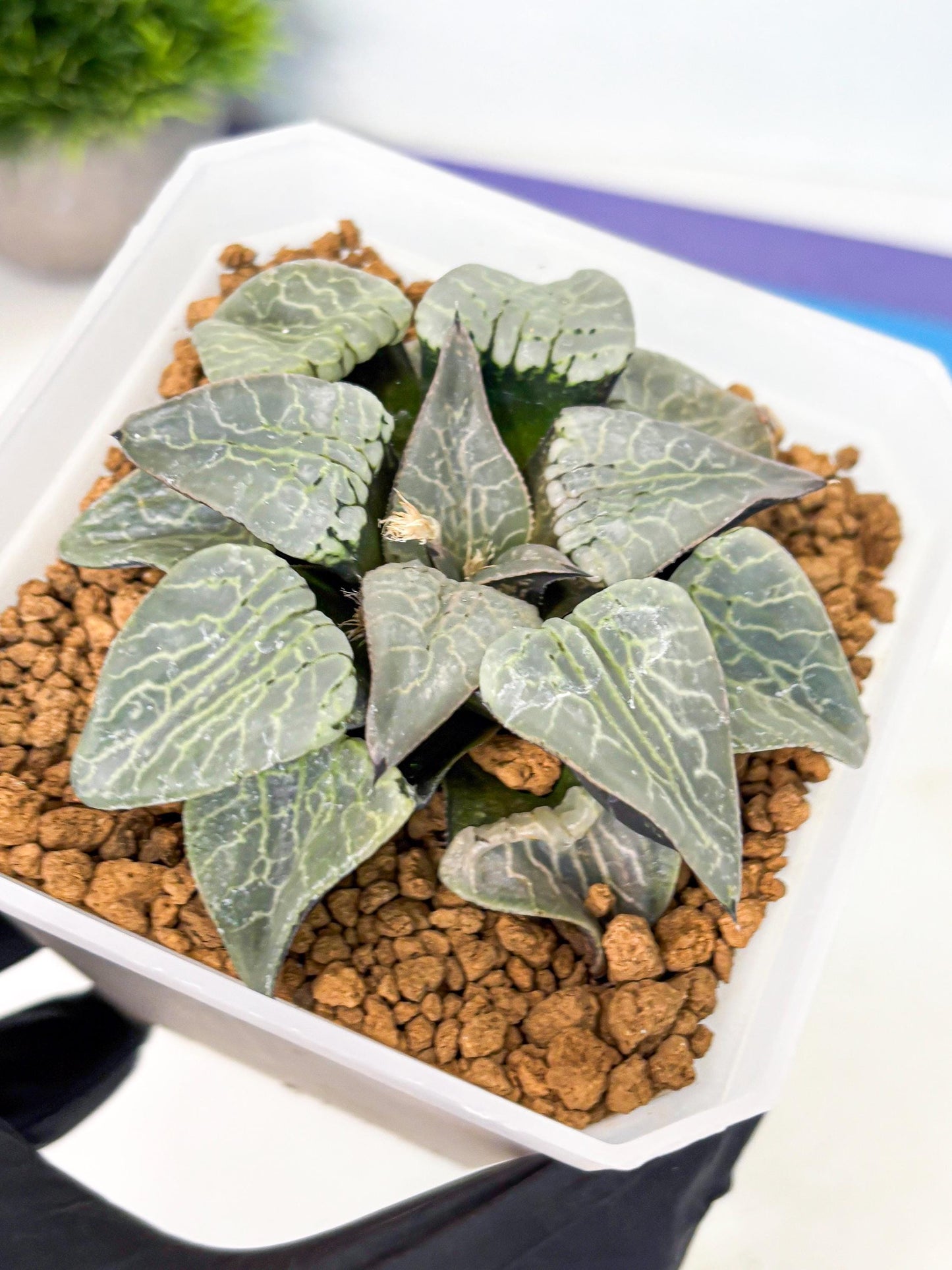 MATURE Haworthia Sjuijig (wa) (2) | Taiwan Import