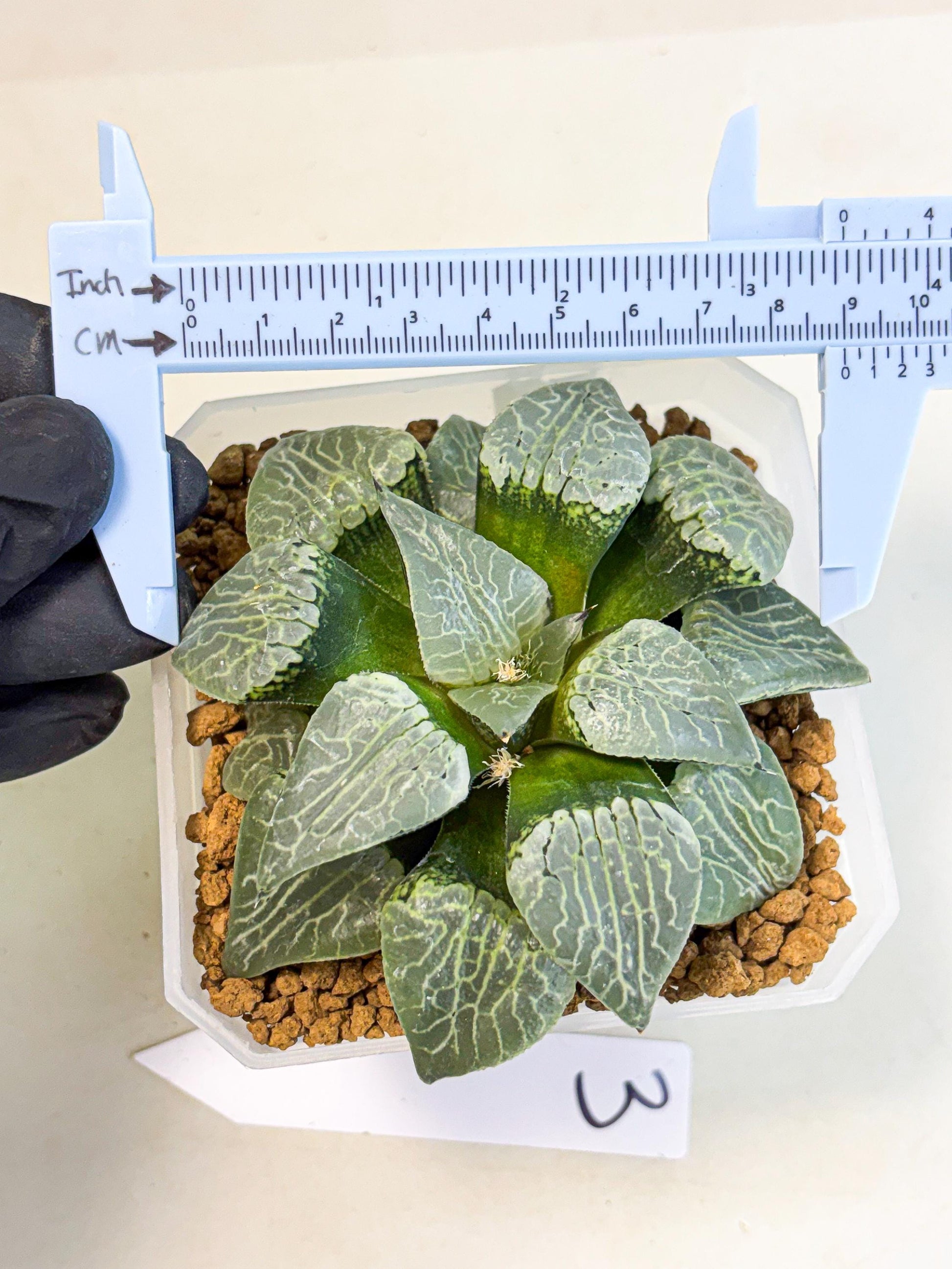 MATURE Haworthia Sjuijig (wa) (3) | Taiwan Import