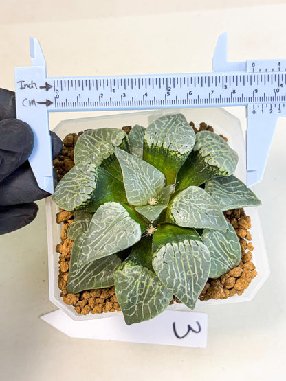 MATURE Haworthia Sjuijig (wa) (3) | Taiwan Import