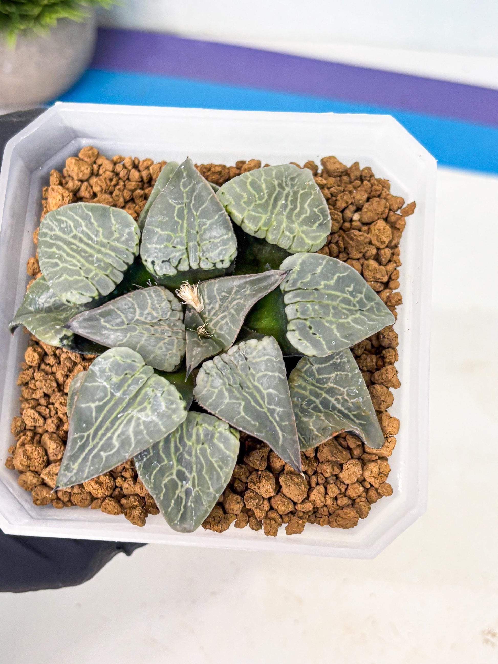 MATURE Haworthia Sjuijig (wa) (2) | Taiwan Import