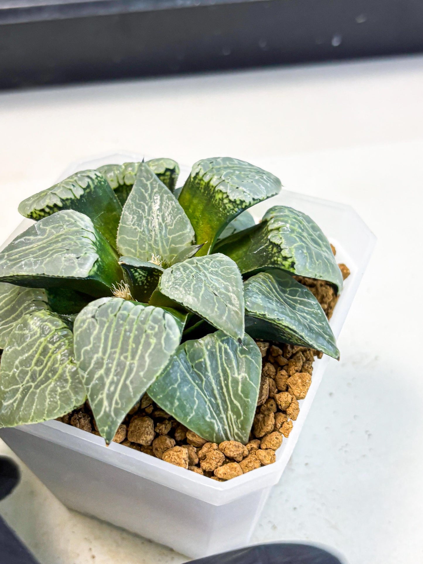 MATURE Haworthia Sjuijig (wa) (3) | Taiwan Import