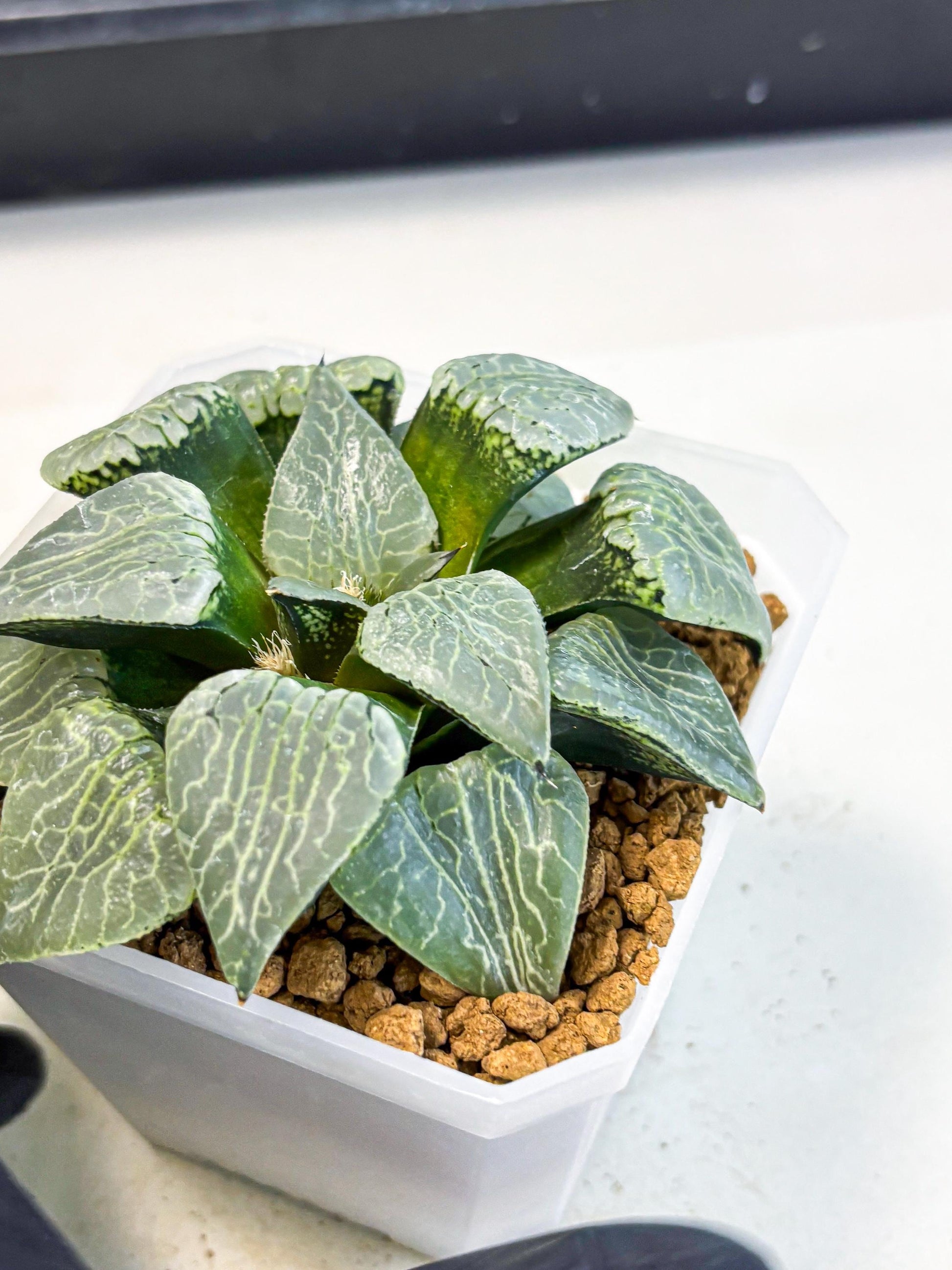 MATURE Haworthia Sjuijig (wa) (3) | Taiwan Import