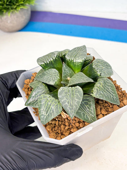 MATURE Haworthia Sjuijig (wa) (3) | Taiwan Import
