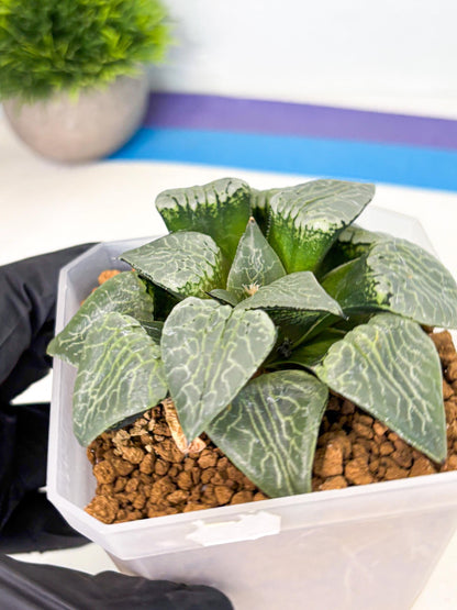 MATURE Haworthia Sjuijig (wa) (3) | Taiwan Import