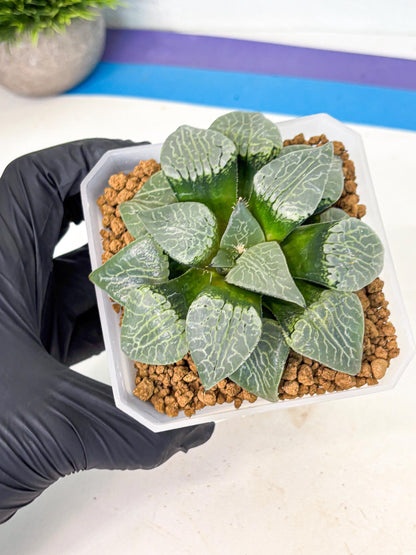 MATURE Haworthia Sjuijig (wa) (3) | Taiwan Import