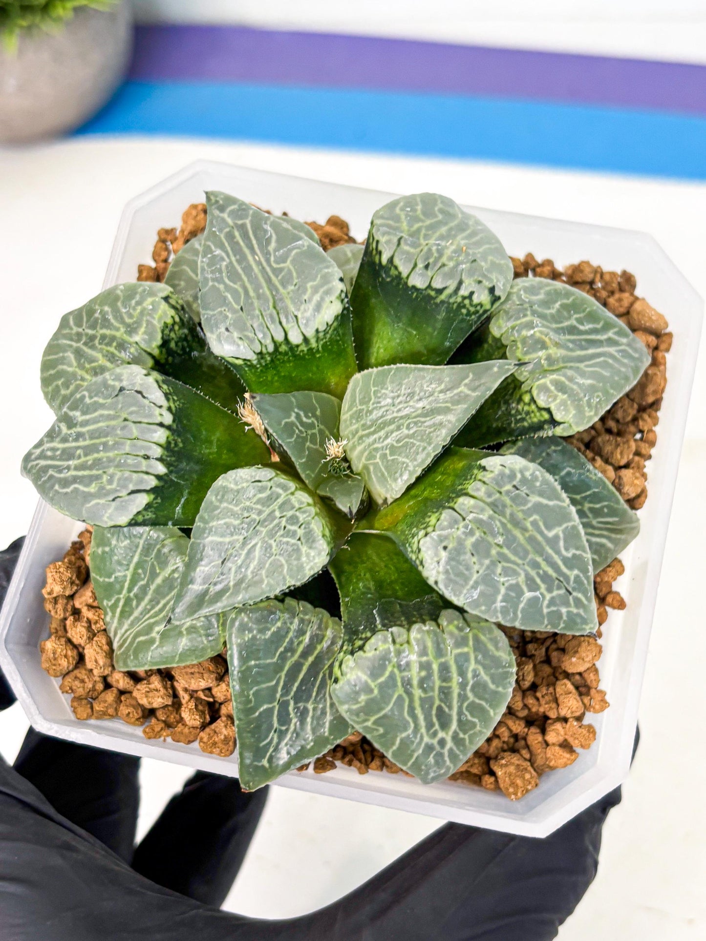 MATURE Haworthia Sjuijig (wa) (3) | Taiwan Import