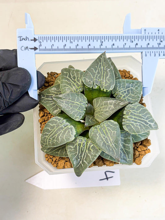 MATURE Haworthia Sjuijig (wa) (4) | Taiwan Import