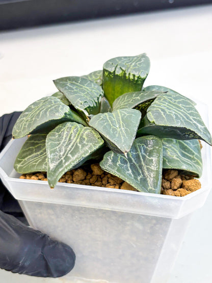 MATURE Haworthia Sjuijig (wa) (4) | Taiwan Import