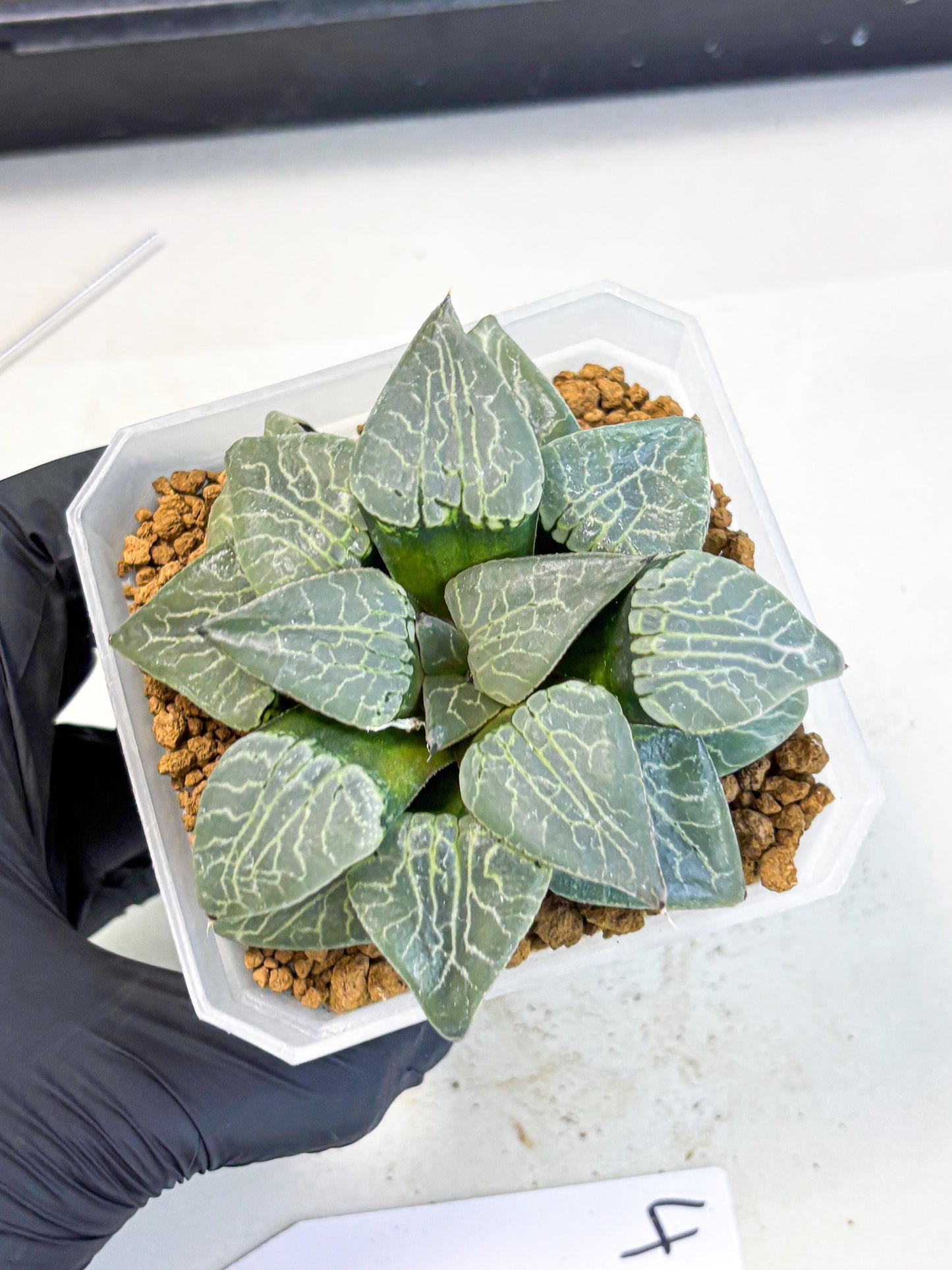 MATURE Haworthia Sjuijig (wa) (4) | Taiwan Import