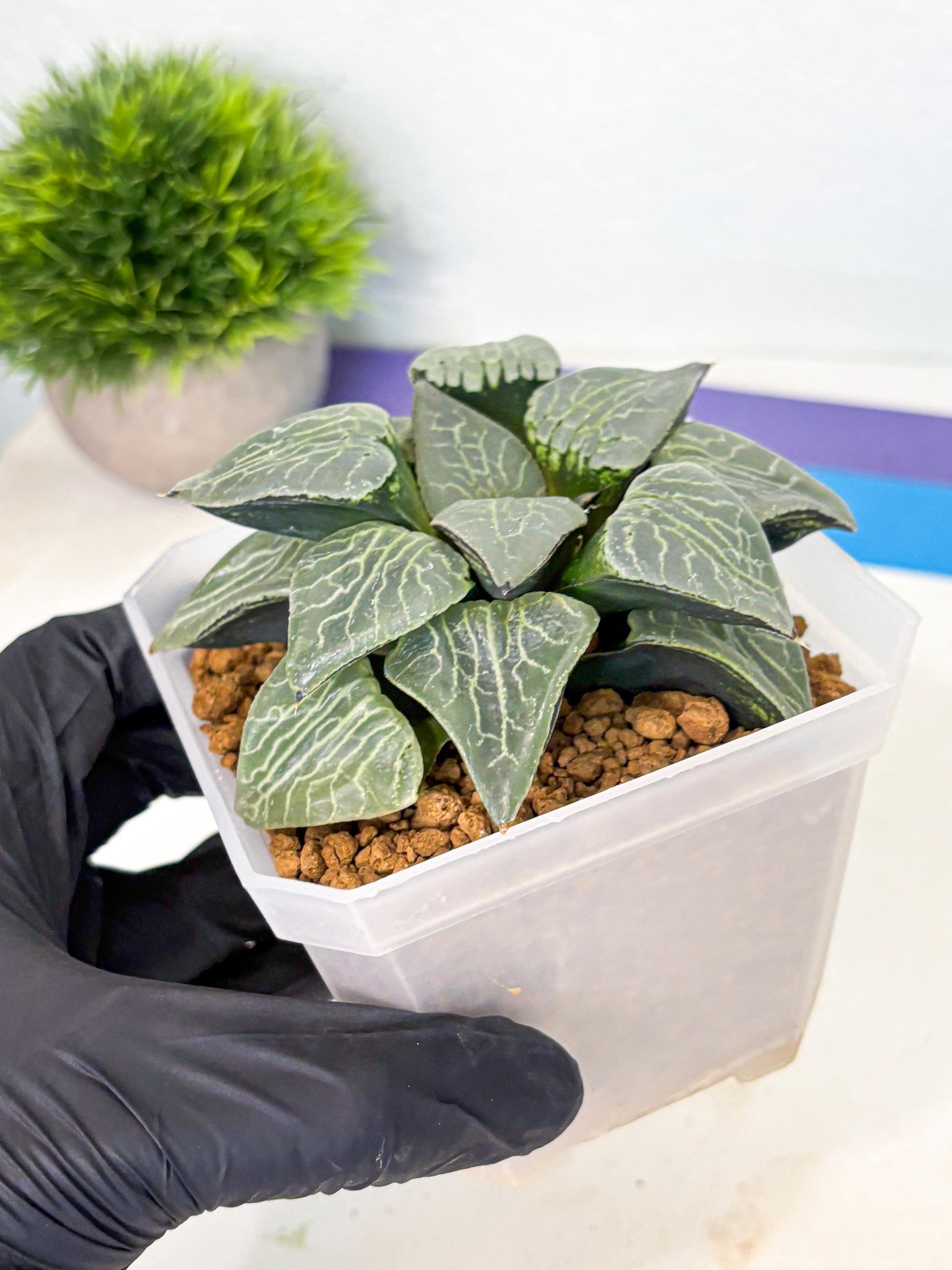 MATURE Haworthia Sjuijig (wa) (4) | Taiwan Import