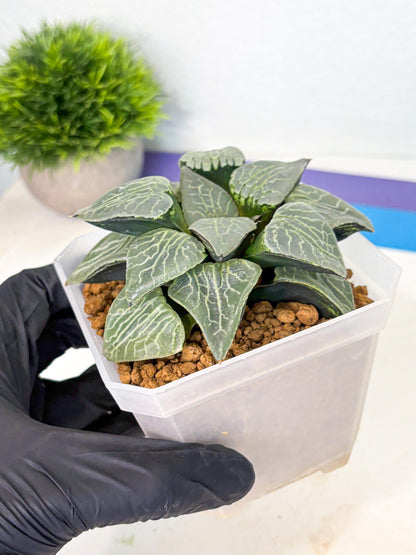MATURE Haworthia Sjuijig (wa) (4) | Taiwan Import