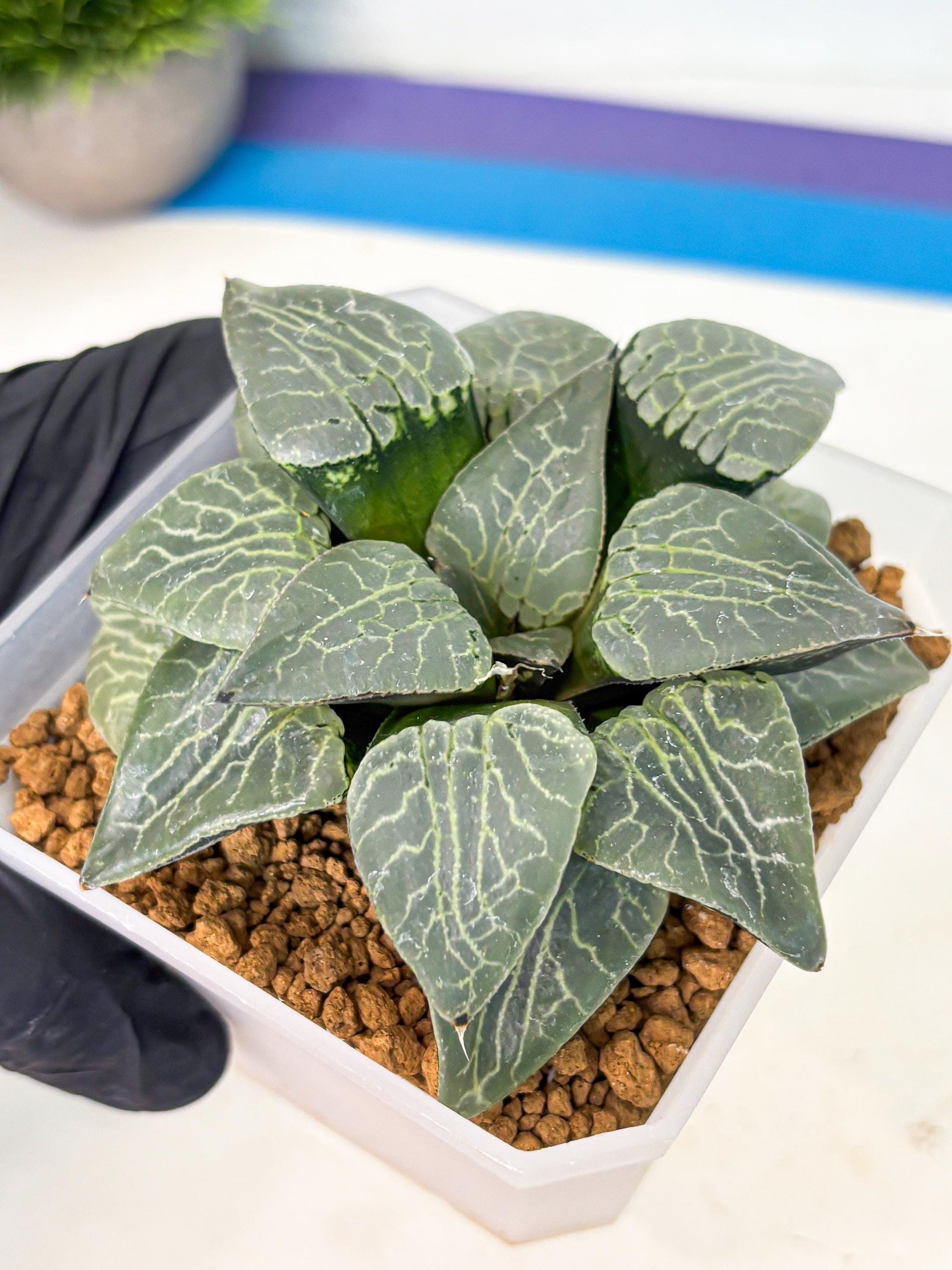 MATURE Haworthia Sjuijig (wa) (4) | Taiwan Import