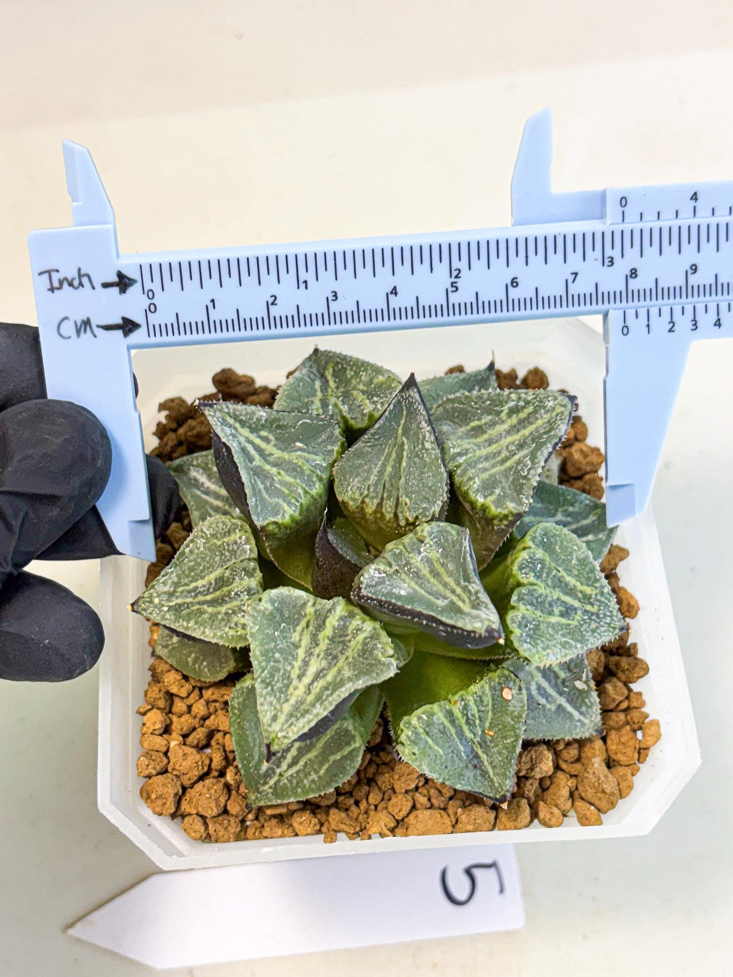 MATURE Haworthia Chun Hei Ju (wa) (5) | Taiwan Import