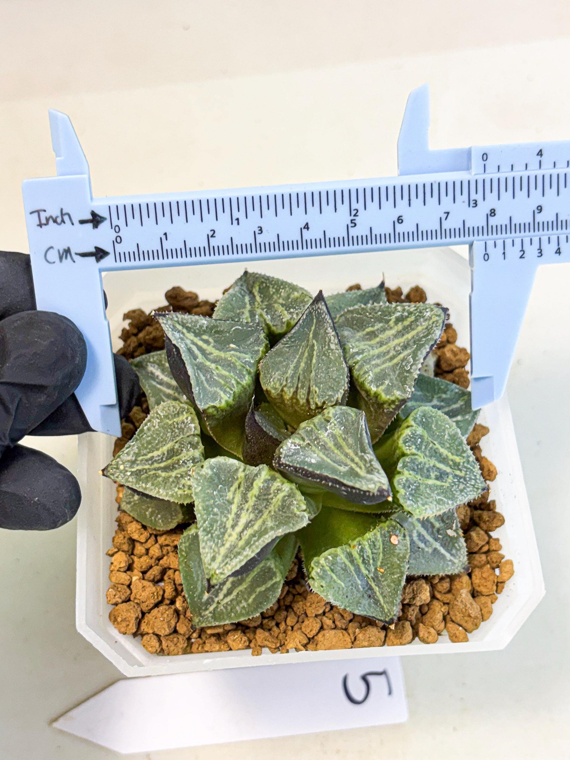 MATURE Haworthia Chun Hei Ju (wa) (5) | Taiwan Import